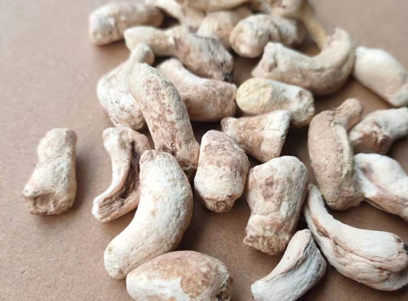 蘑菇根